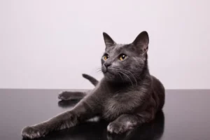 blood typing in cats