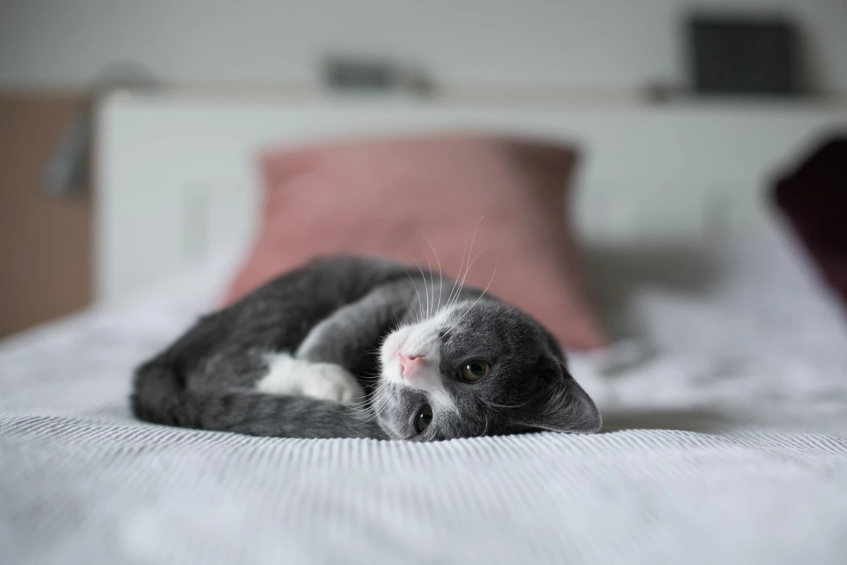 cat blood type