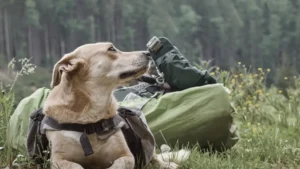 dog outdoor adventure